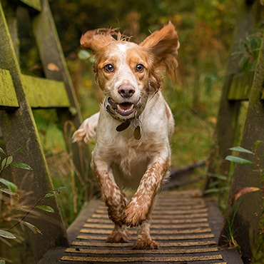 Dog running across bridge in a wooded area