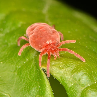 Harvest mites in dogs - PDSA