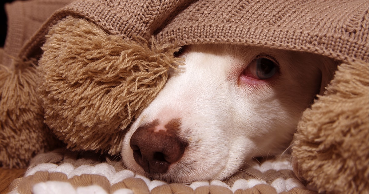dog noise phobia treatment