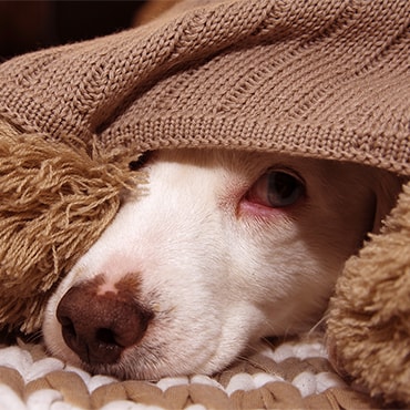 White dog hiding under brown blanket