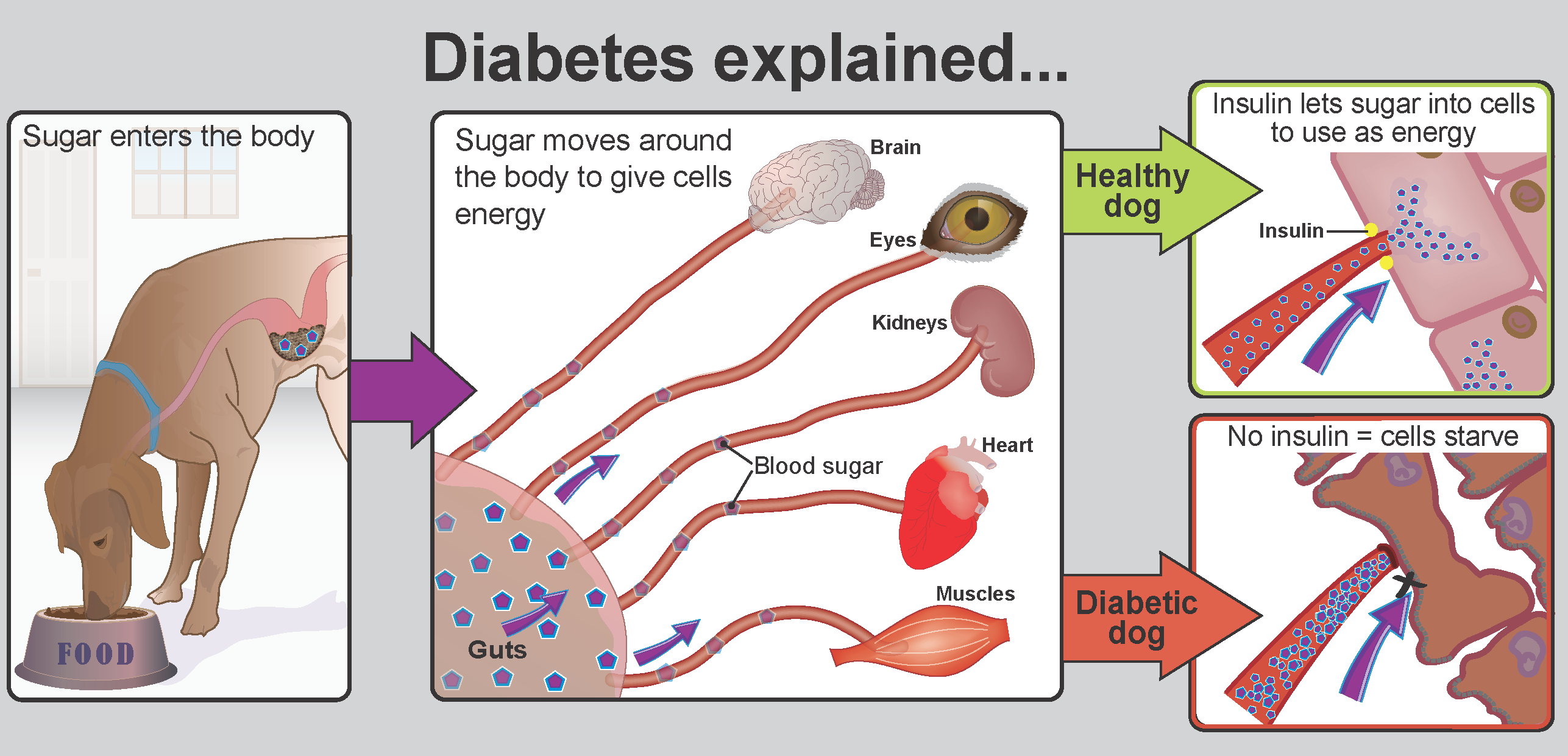 Diabetes in dogs PDSA