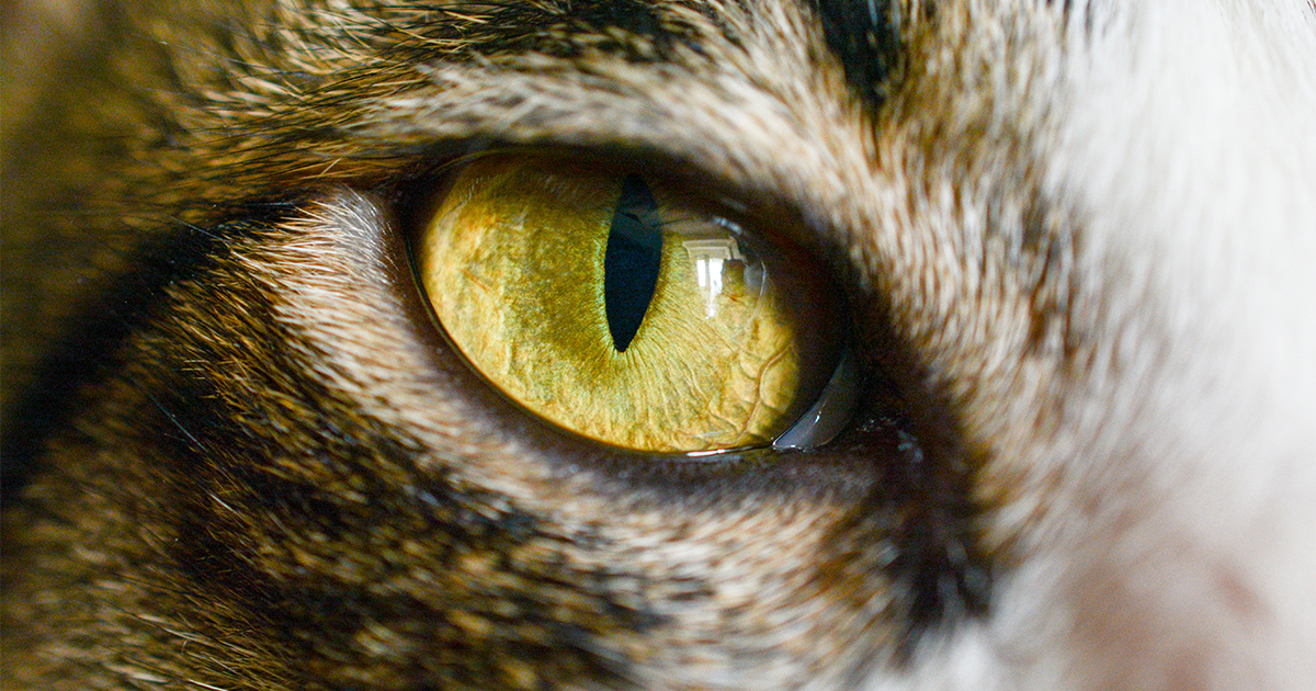 Eye problems in cats - PDSA