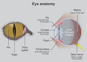 illustration of a cat's eye anatomy