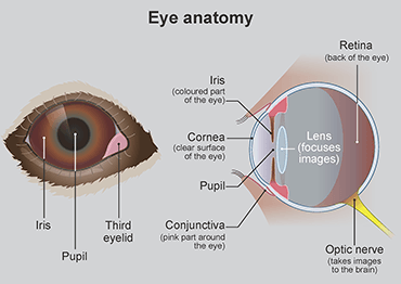 Illustration of the anatomy of a dog's eye