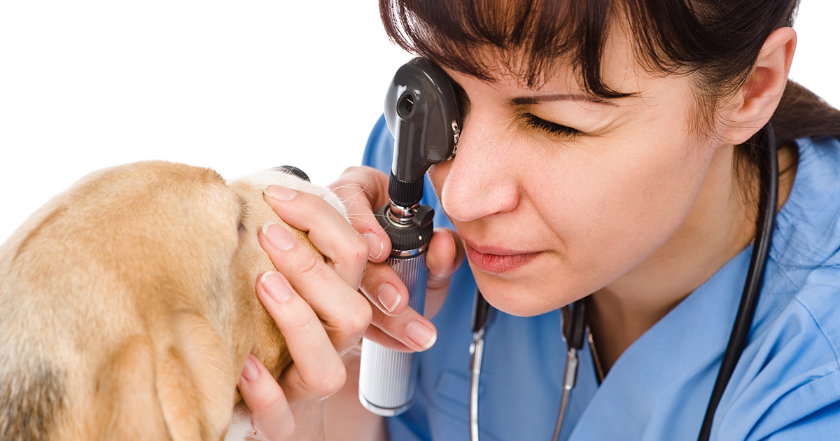 Eye problems in dogs - PDSA