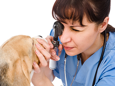 Vet in blue scrubs using an ophthalmoscope to look at dog's eyes