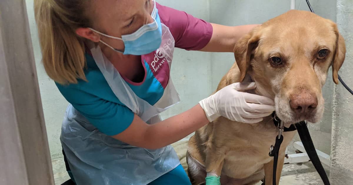 How we’ve been helping pets during the pandemic PDSA