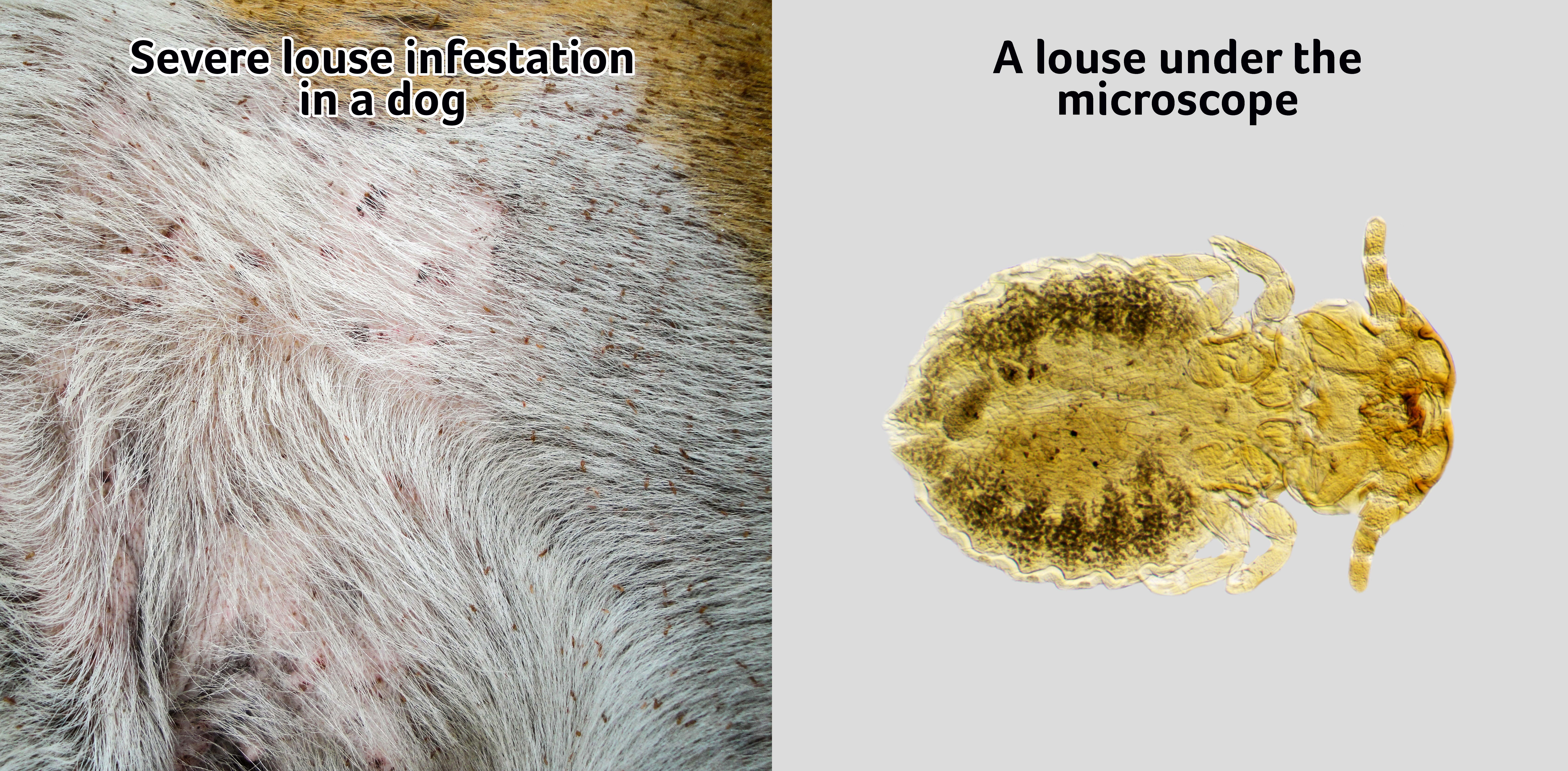 Lice in cats and dogs PDSA