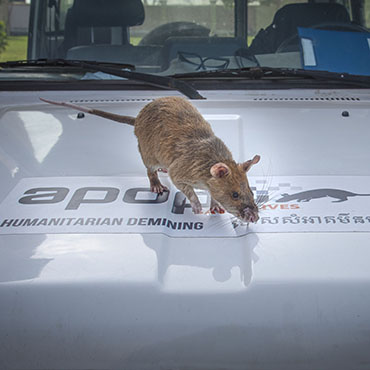 Magawa on car bonnet