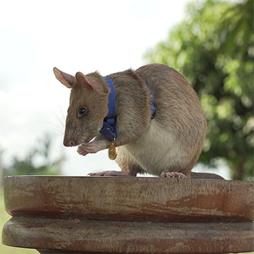 Magawa wearing PDSA Gold Medal