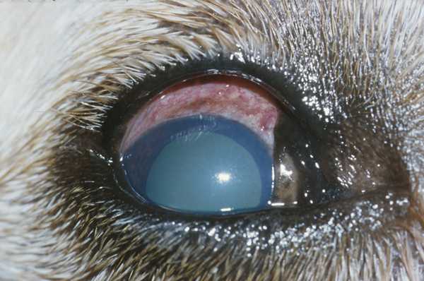 can glaucoma be treated in dogs
