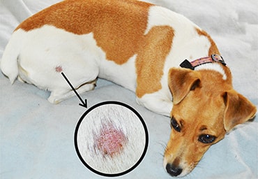 Ringworm in dogs - PDSA