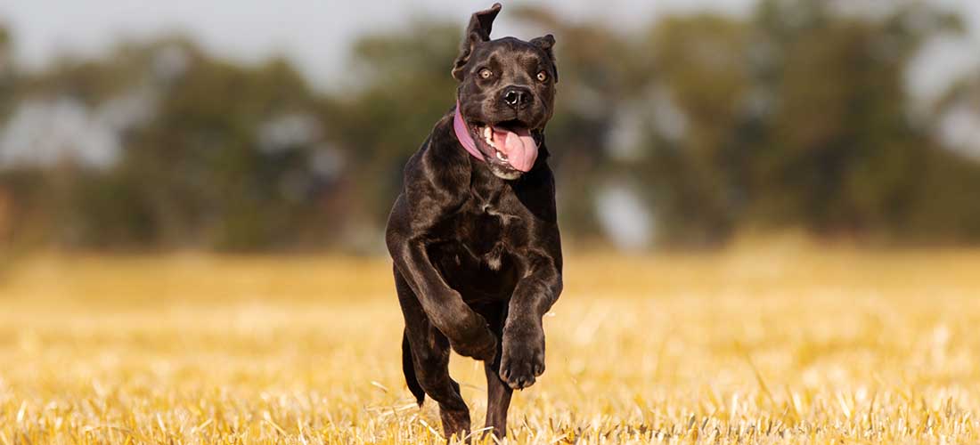 Cane Corso running through field