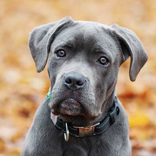 can you buy a cane corso in the uk? 2