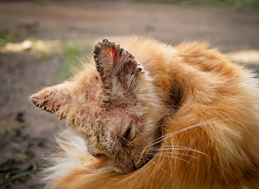 Skin problems in cats - PDSA