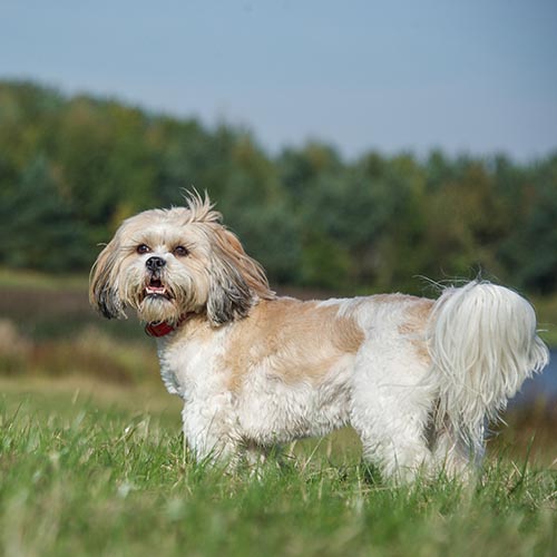 Best food for shih tzu uk online