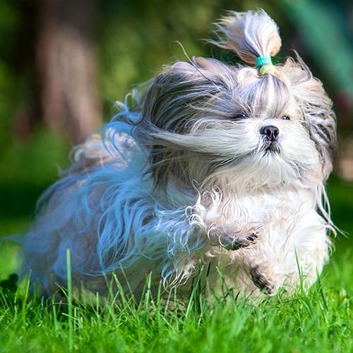 Shih tzu sales after neutering