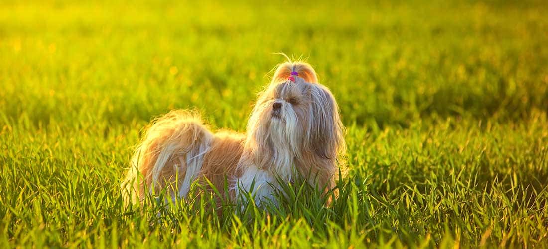 Shih Tzu standing in a field