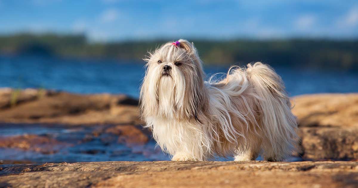 Information about deals shih tzu