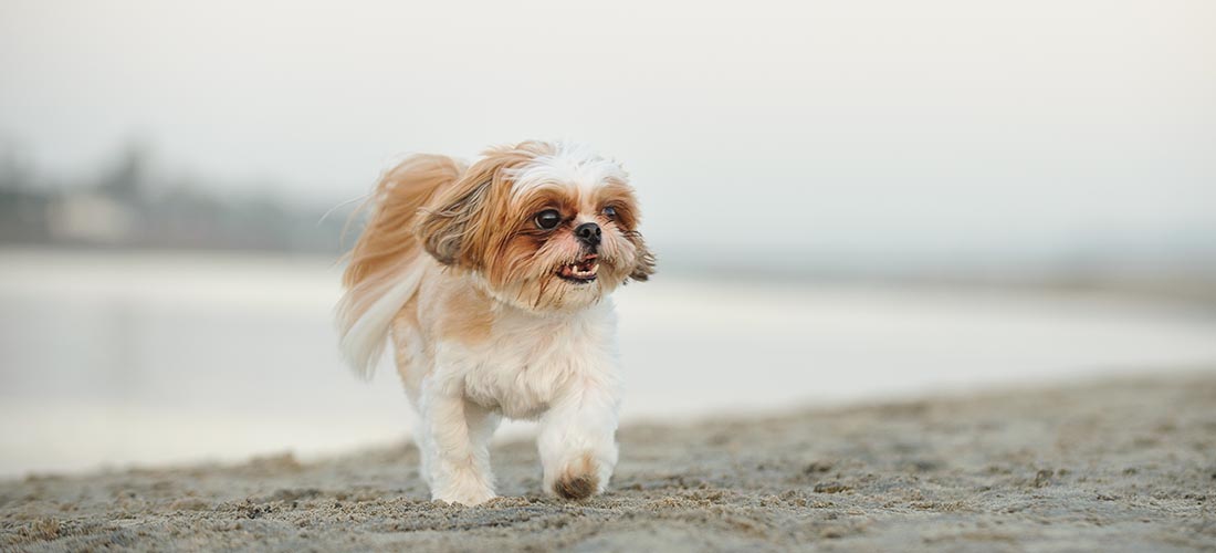 Shih Tzu running by the sea