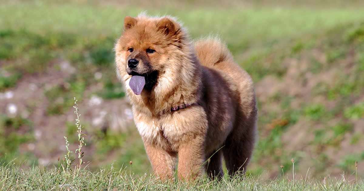 Chow Chow PDSA