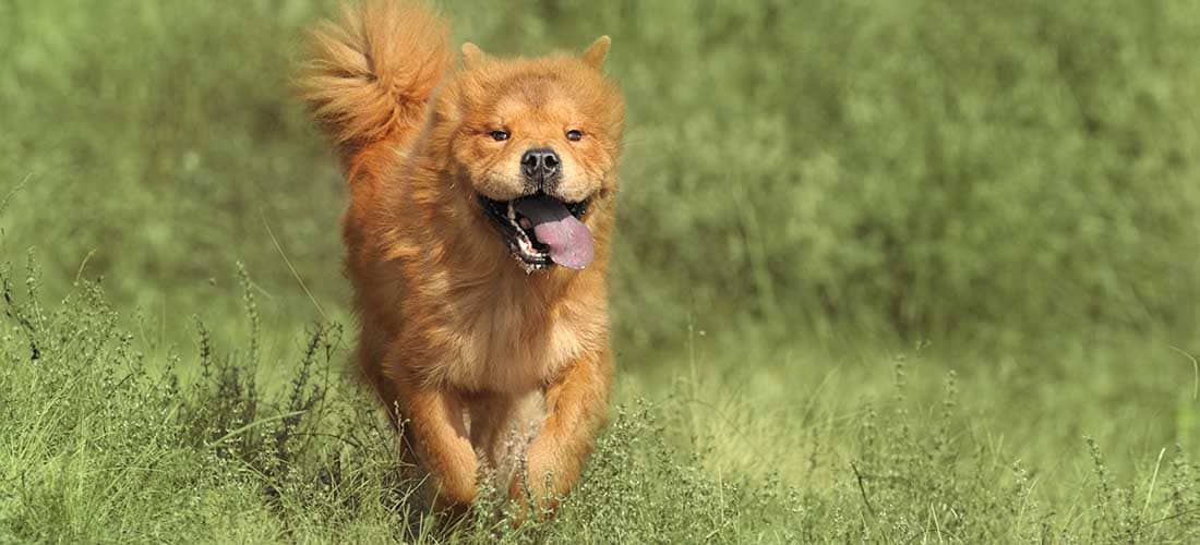 Chow Chow running through a field