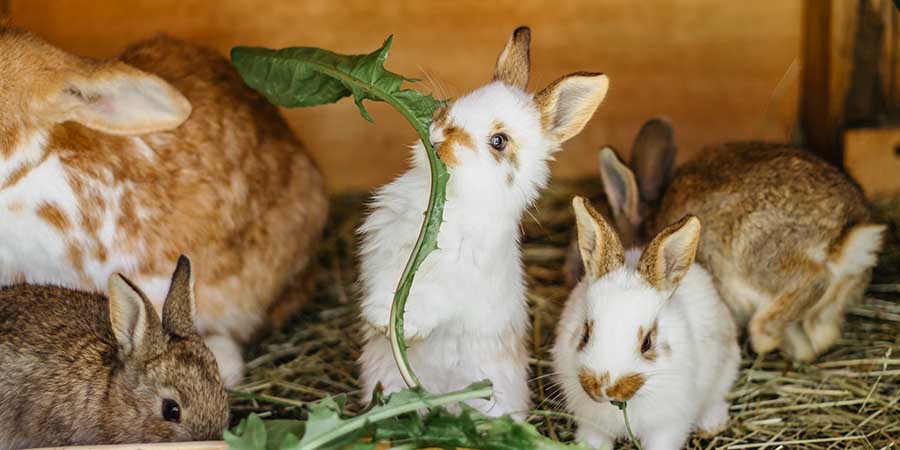 rabbits eating greens Indoor Or Outdoor Rabbits Which is Better for Your Bunny