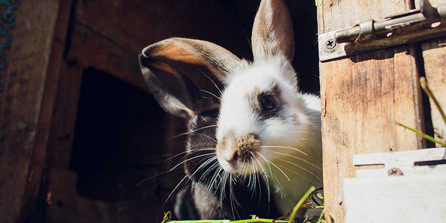 looking after a rabbit outdoors