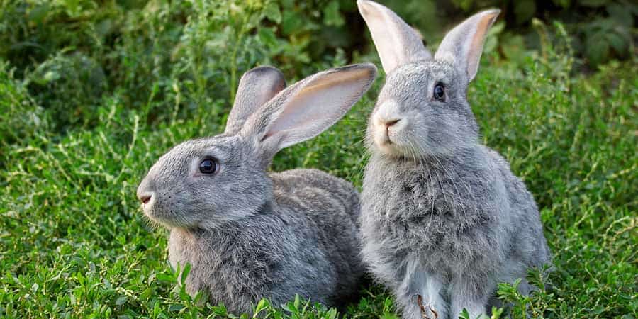 Vet Q&A: Should I keep my rabbits inside or outside? - PDSA