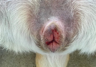 A dog in season, bleeding from her vulva