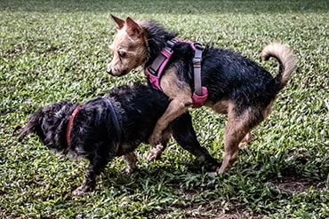 A small yorkshire terrier in a harness humping another dog outdoors