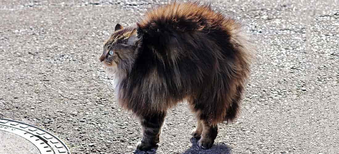 Cat with back arched looking unhappy