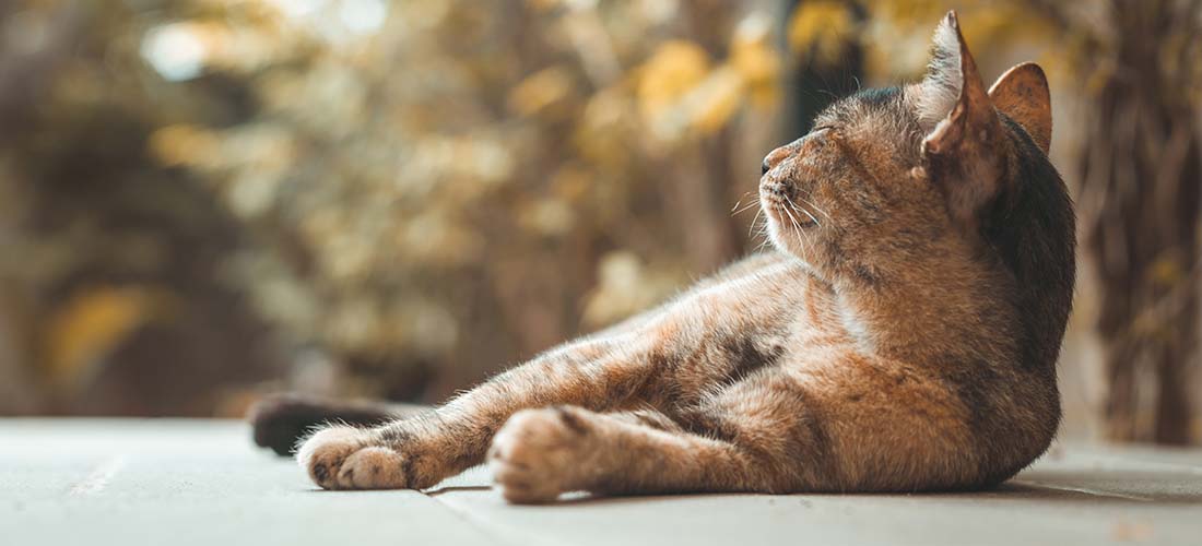 Happy looking cat lying in the sun