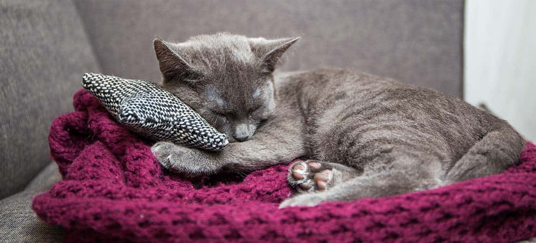 Cat curled up asleep