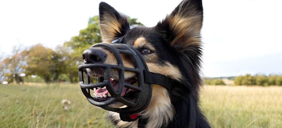 Dog wearing Baskerville muzzle