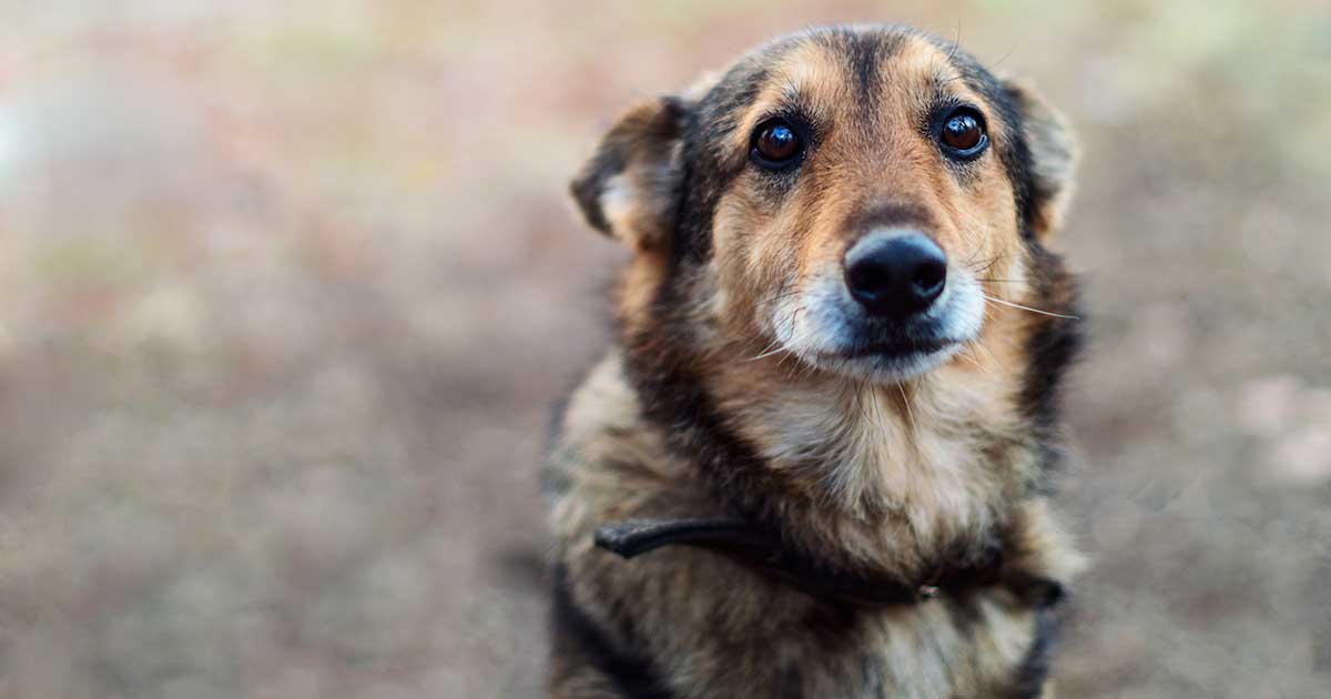 Dog aggression - PDSA