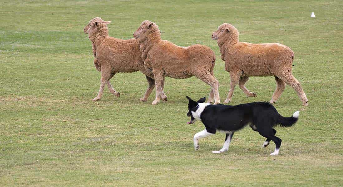 Border Collie herding sheep in a field