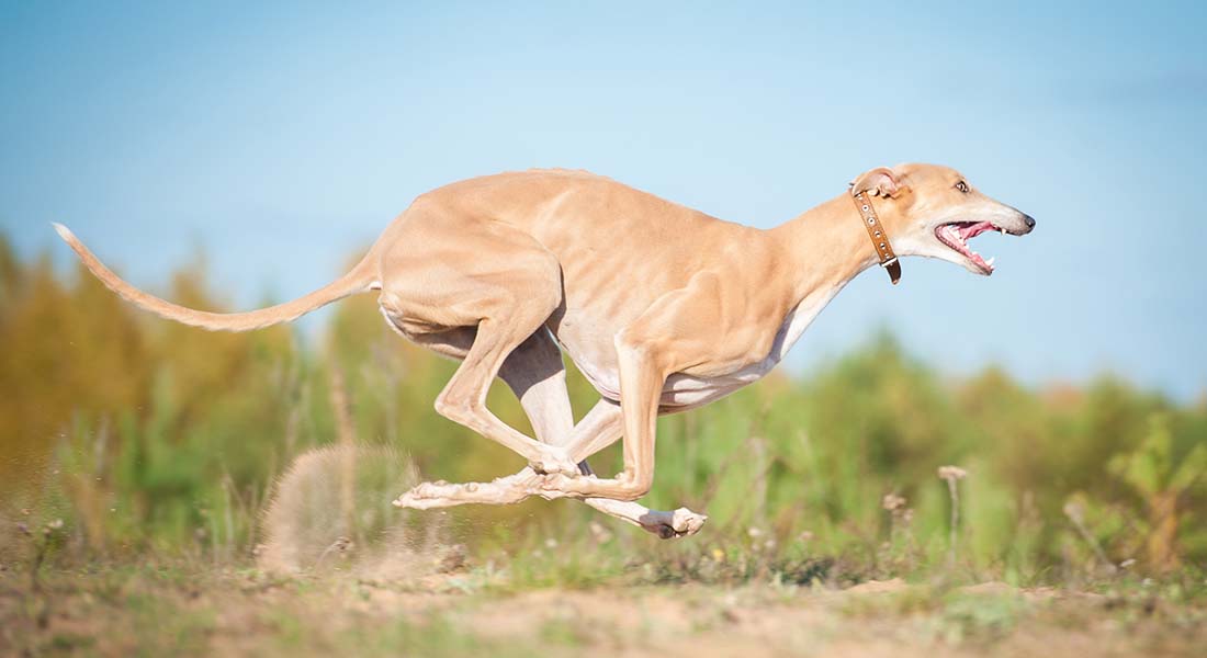 Greyhound running through field