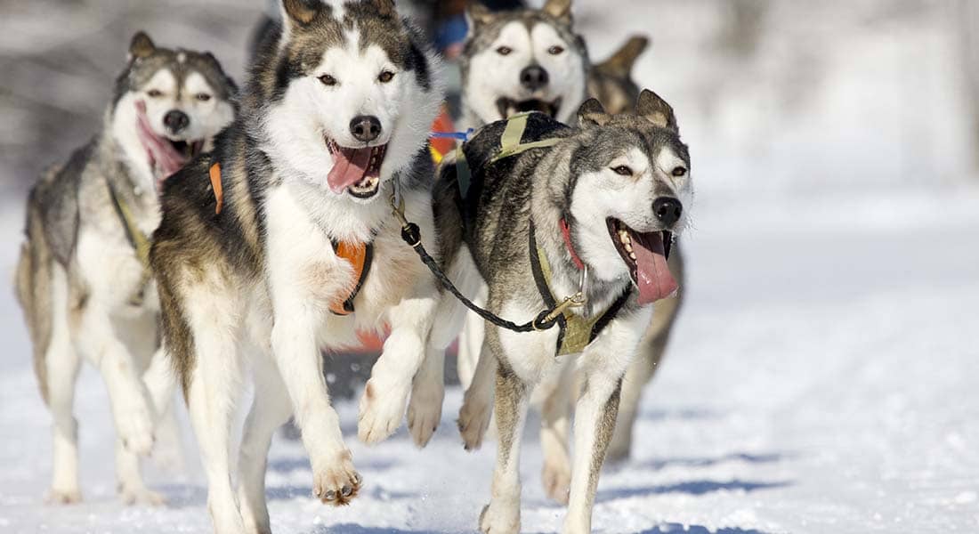 Group of huskies pulling sled in the snow