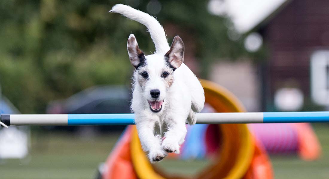 Jack Russel Terrier doing agility