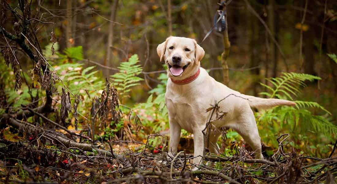 Labrador Retriever (Gundog group) in the woods