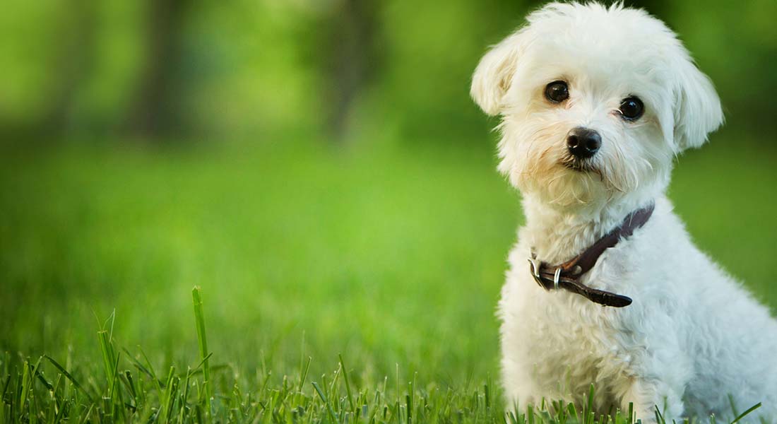 Maltese sitting outside