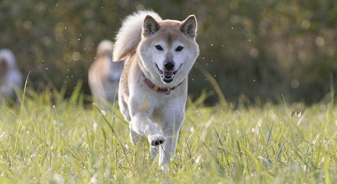 Shiba Inu outside running in grass