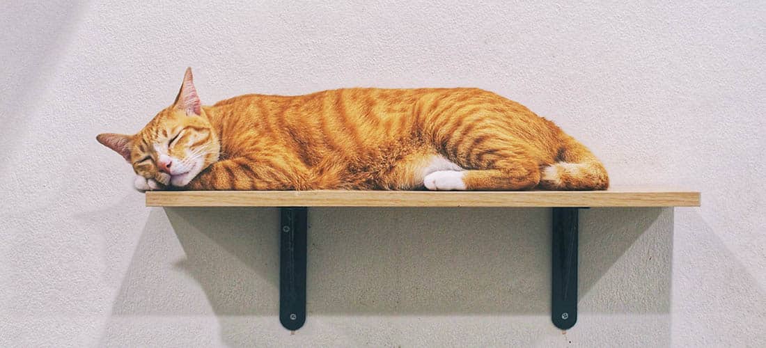 Ginger cat asleep on shelf