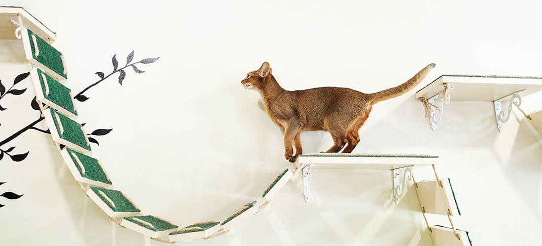 Cat on wall shelves