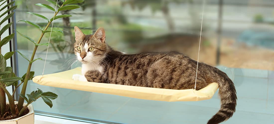 Cat in window seat