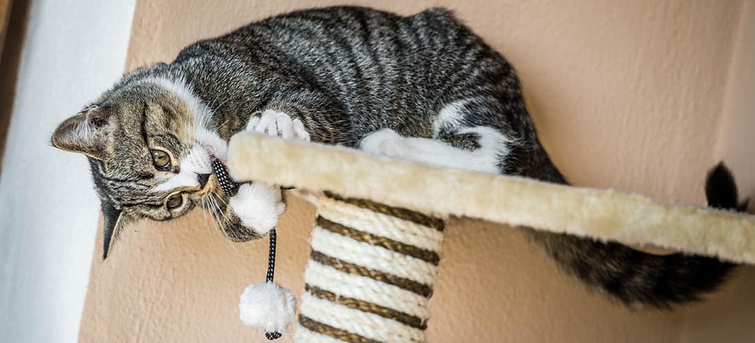 Cat playing on scratching post