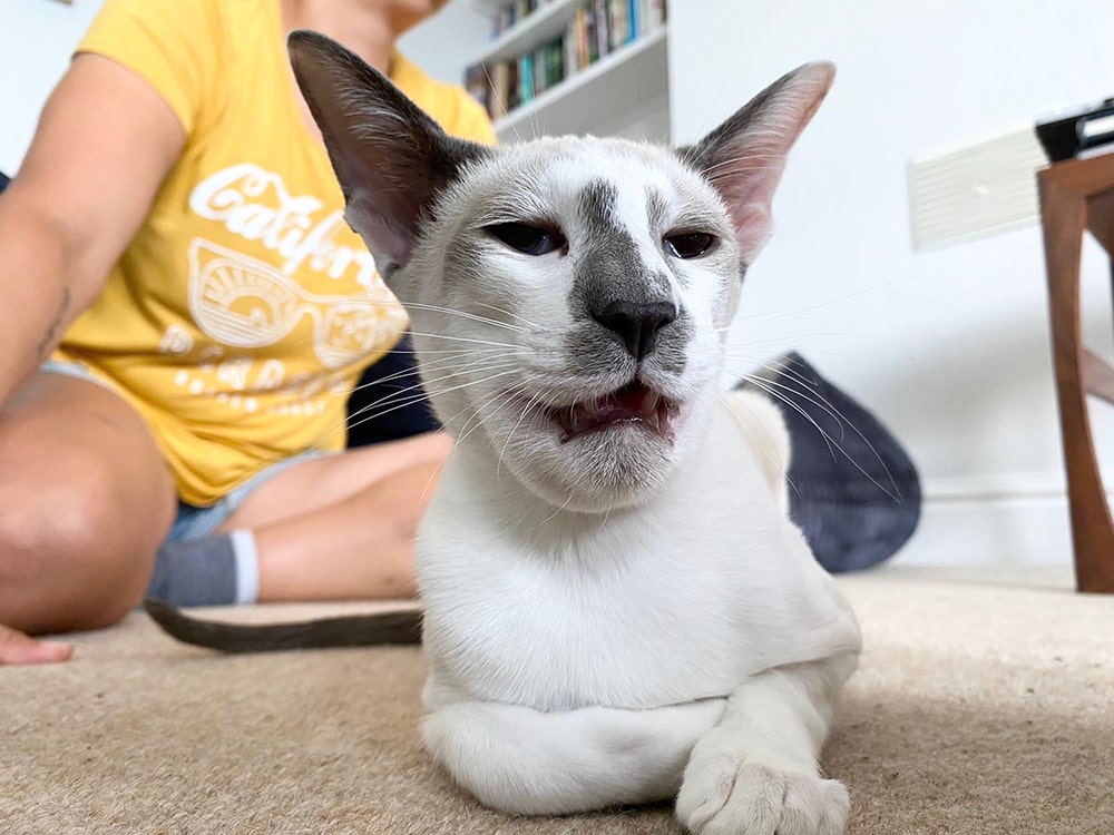 Severe allergic reactions in cats PDSA