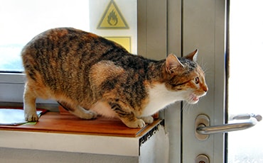 Female cat in heat call
