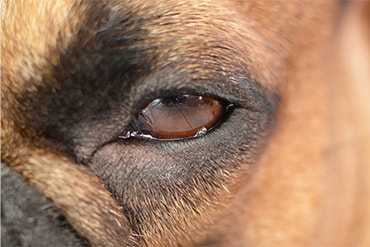 can you pop a stye on a dog